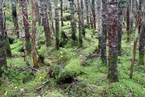 Moss covered forest floor