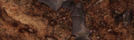 Stretching their wings