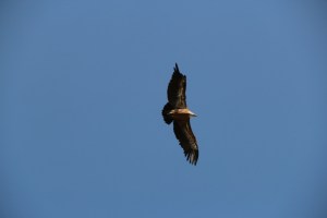 Soaring through the sky