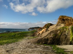 Carmel Beach