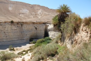 Hidden in the desert