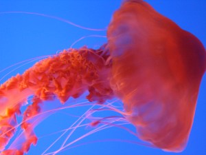 Monterey Bay Aquarium 