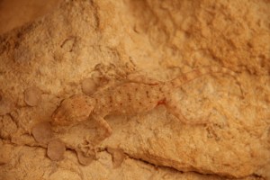 chilling in the shade